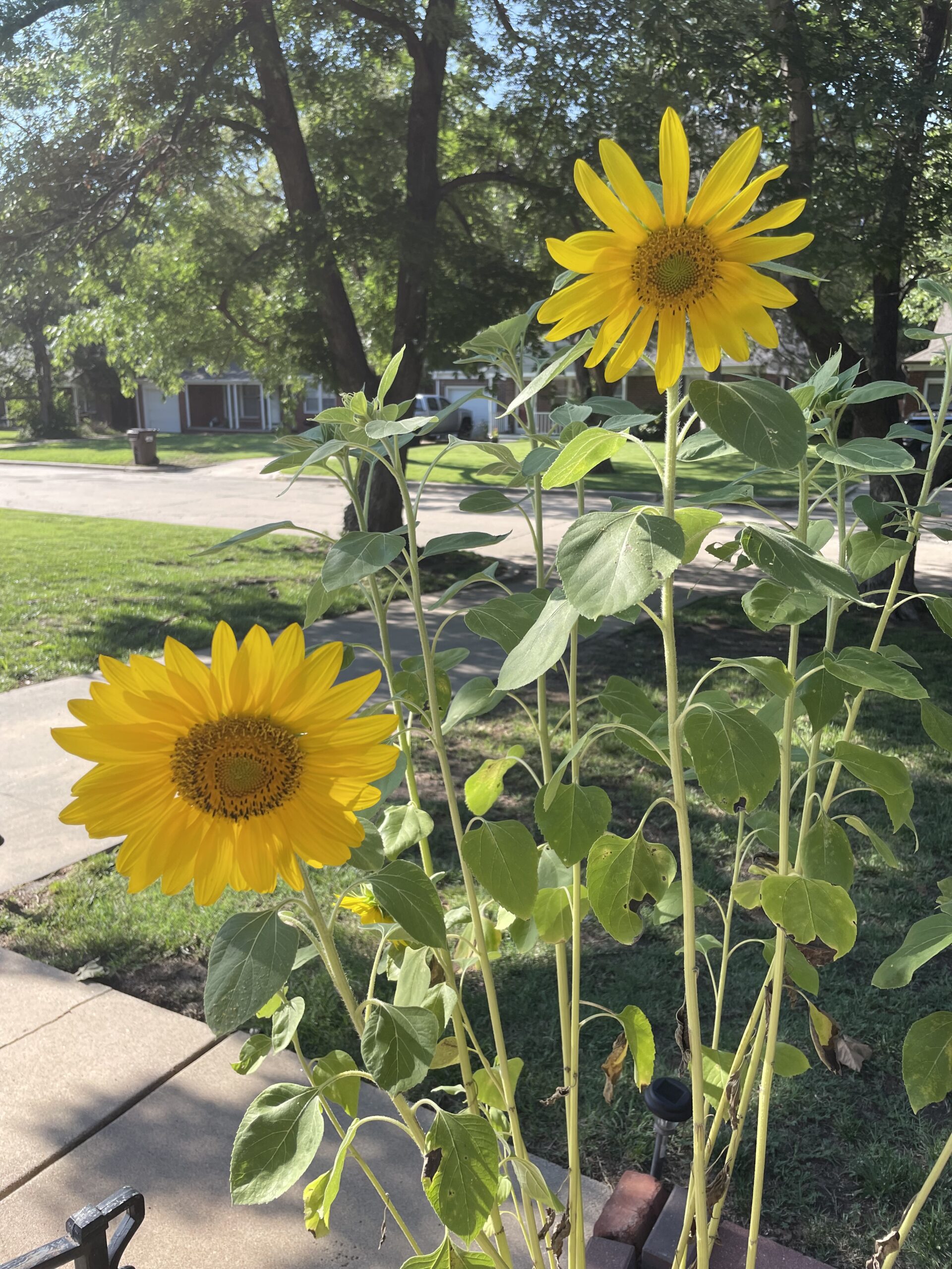Don Lowe, Beautiful Kansas Sunflowers